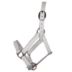 Pagony Shetland breed showhalster wit